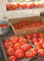 tomatoes