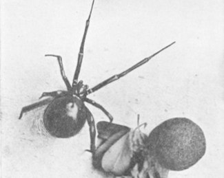 BOESEblackwidow