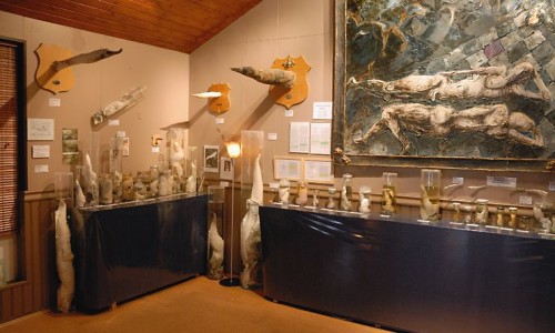 Husavik_Phallusmuseum