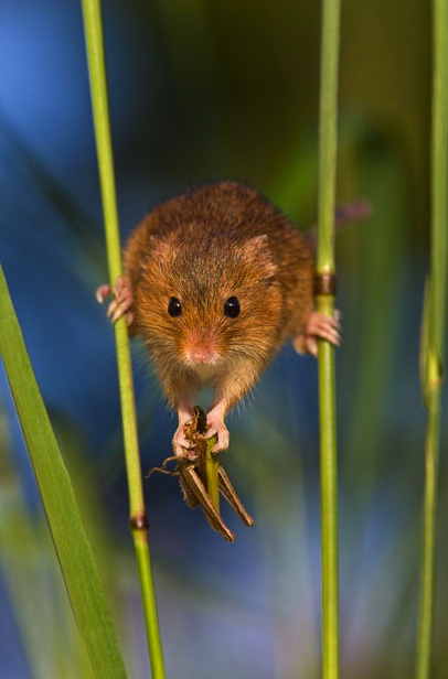 aerial mouse