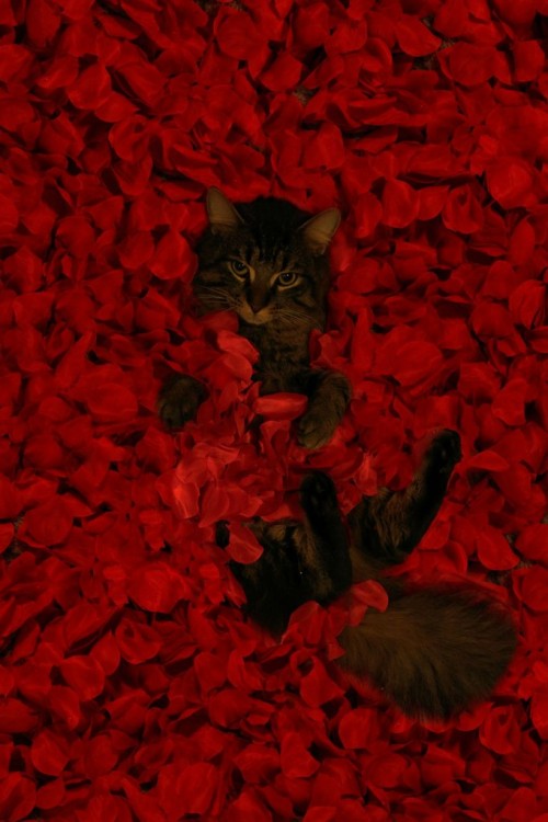 americanbeauty