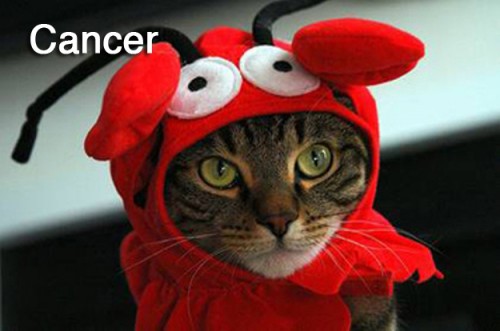 cancercat