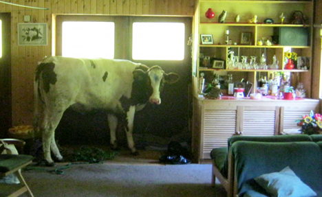 cow