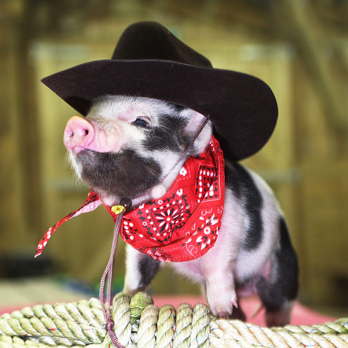 cowboy_pig