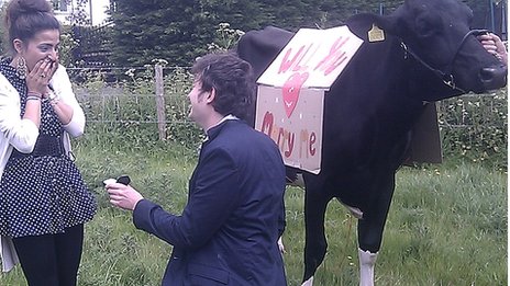 cowproposal