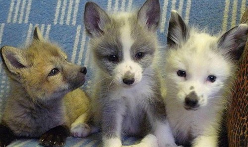 foxes