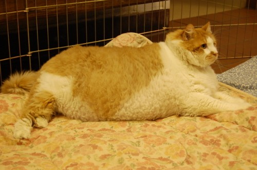 garfield