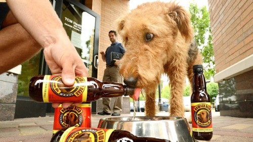 ht_dog_beer_mr_120618_wg
