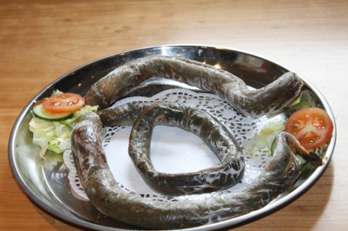 lampreys