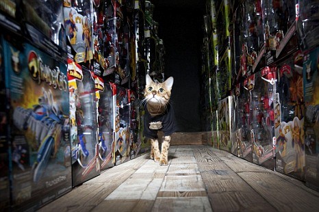look-at-this-patrolling-cat-of-the-day