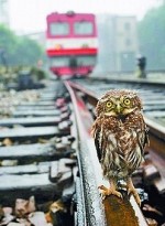 Owl right!