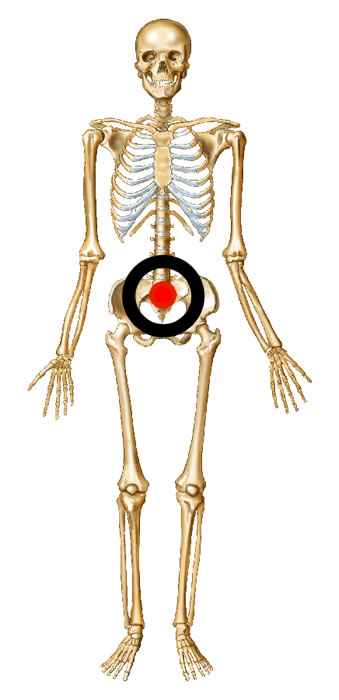 skeleton