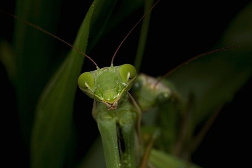 800px-Praying_Mantis_Mating_European-26