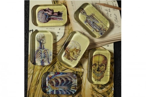 Anatomical-Chart-Paperweight_27530-l