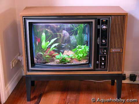 Finished-fish-tank