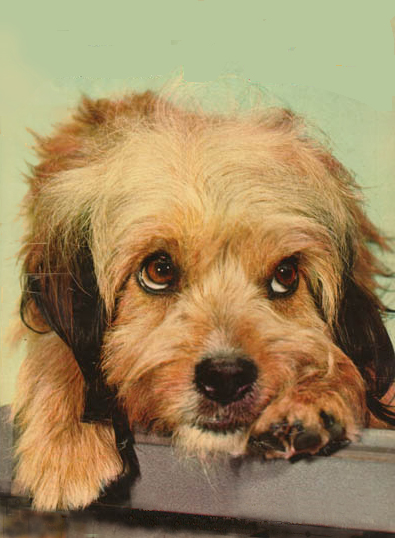 Higgins_the_Dog