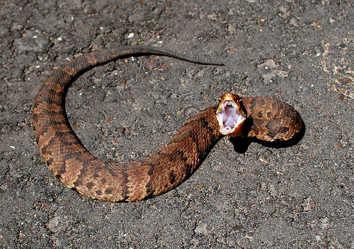 Snake