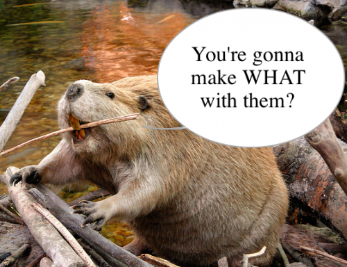 beaver