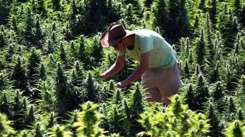 cannabis-without-high