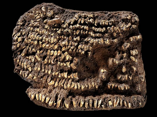 dog-teeth-purse