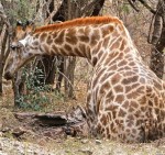 giraffe