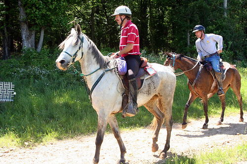 horses