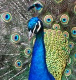 peacock