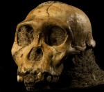 sediba-skull-300x266