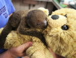 slothwithteddy