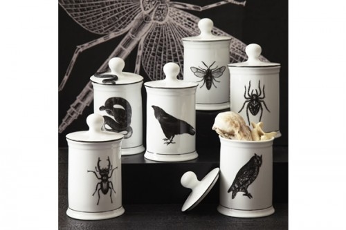 Natural-Curiosities-Jar_27555-l