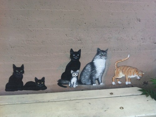 catsmmiami