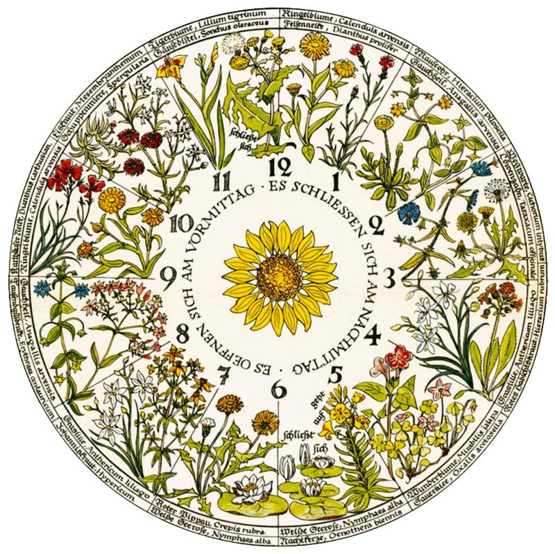 Telling Time with Linnaeus Using Plants' Internal Clocks - Neatorama