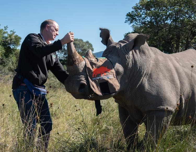 Fighting Poachers By Making Rhino Horns Radioactive Neatorama