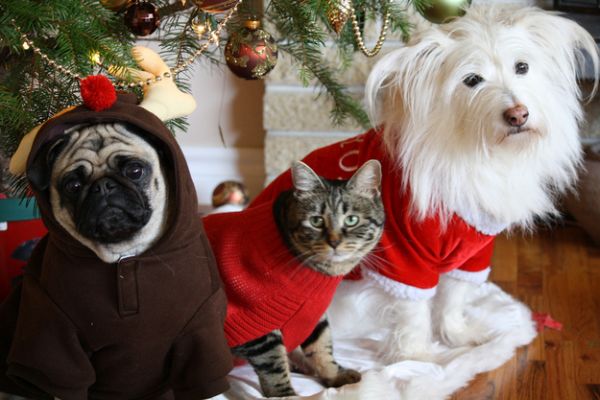 Adorable Animals in Holiday Sweaters - Neatorama