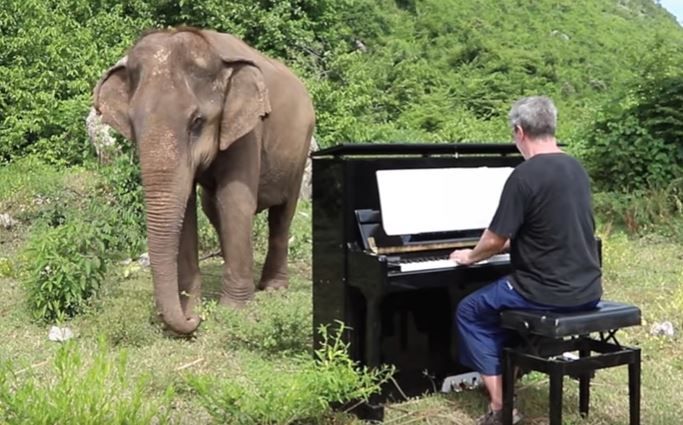 Musician Lovingly Plays the Piano for Blind Elephants - Neatorama