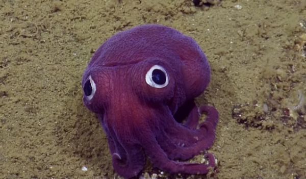 Cute Googly-Eyed Stubby Squid - Neatorama