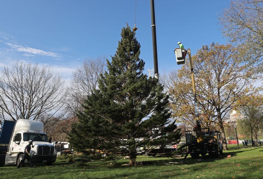 Why Halifax Sends A Christmas Tree to Boston Every Year