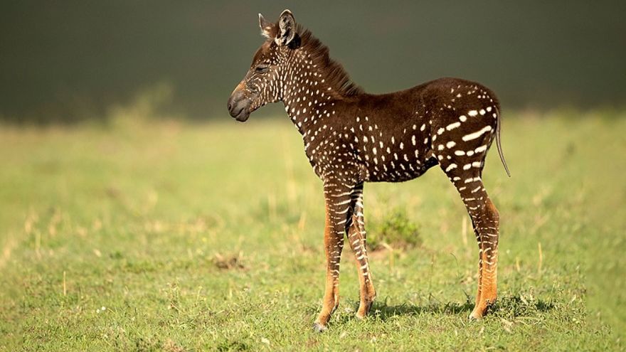 Rare Genetic Mutation Resulted in a Polka-dotted Zebra - Neatorama