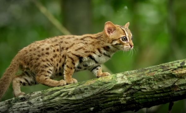 The World's Smallest Cat Species Neatorama