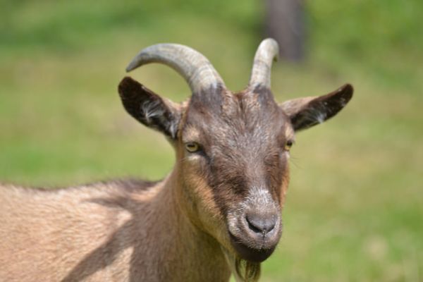 Why the US Army Is Buying Foam Goats - Neatorama