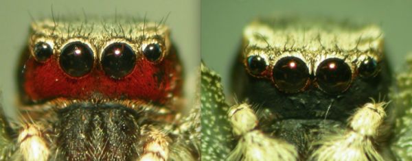 Inside the Lab Where Spiders Put on Face Paint and Fake Eyelashes