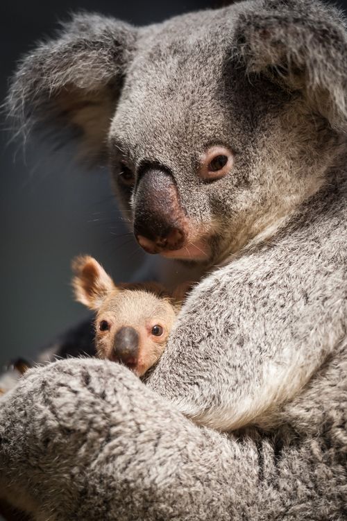 Hungry baby royalty free stock photos Baby Koala and Mom - Neatorama