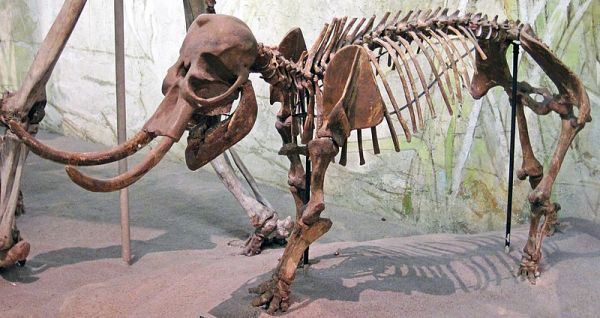 First-ever DNA Recovered from Extinct Miniature Elephants of Sicily