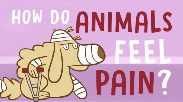 how-do-animals-experience-pain-neatorama