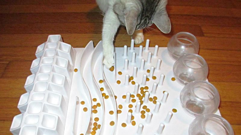 Cats eating from a food puzzle: contrafreeloading?