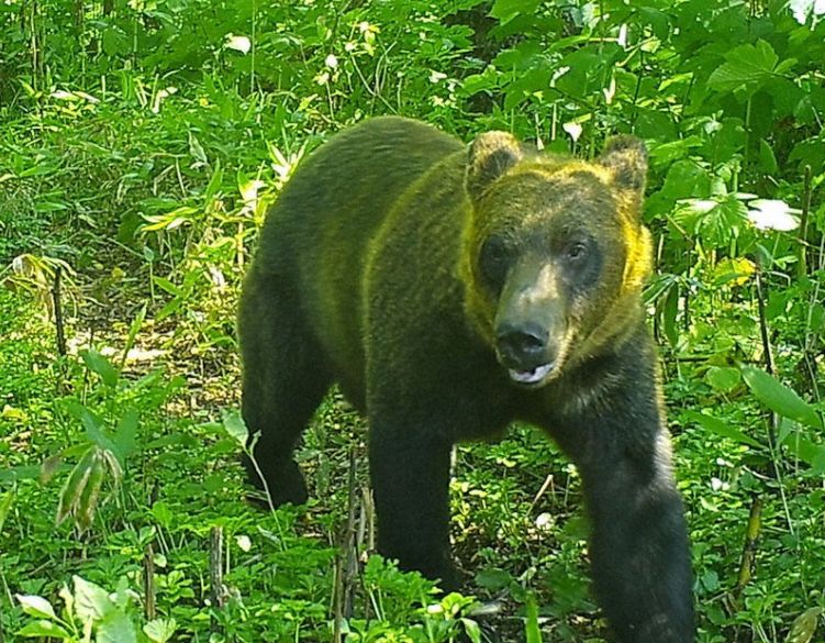 Using Facial Recognition Technology on Bears