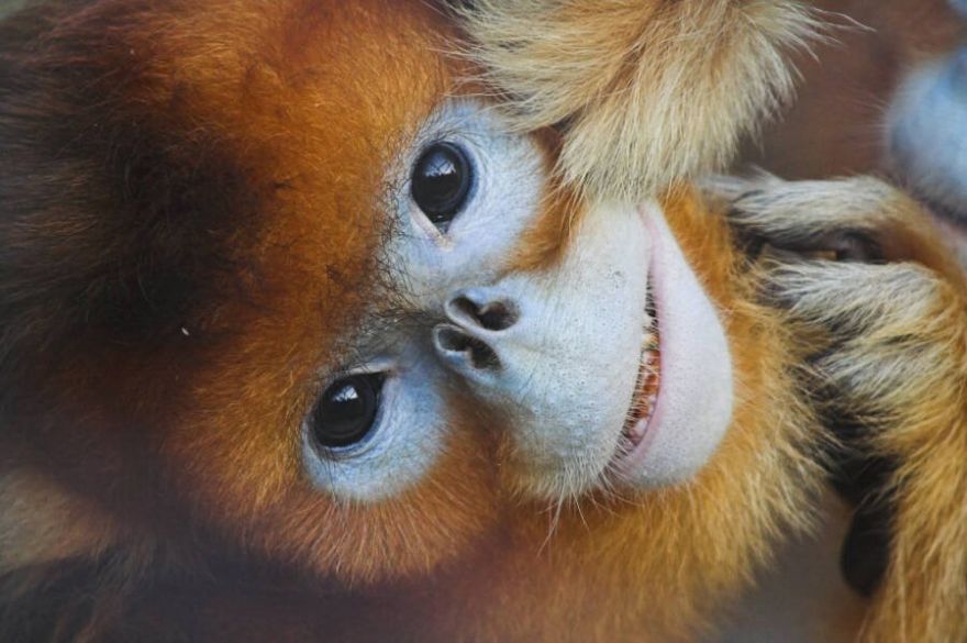 golden snub nosed monkey stuffed animal