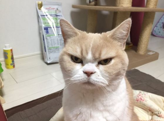 Move Over, Grumpy Cat! Angry Cat Is the New Star of the Internet ...