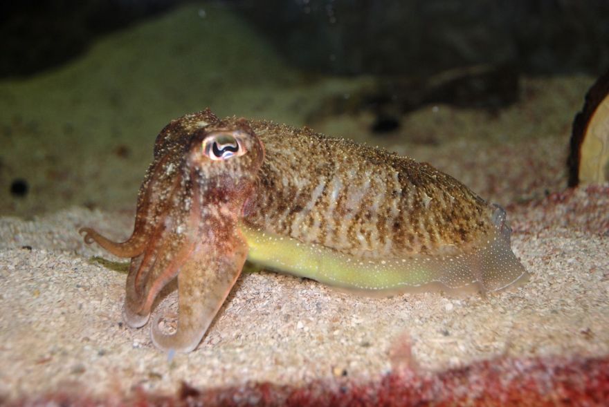 Cuttlefish Just Love Shrimp - Neatorama