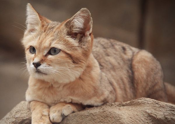 Can You Tell a Wild Cat from a Pet Cat? - Neatorama